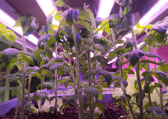 植物生長燈管效果圖.png