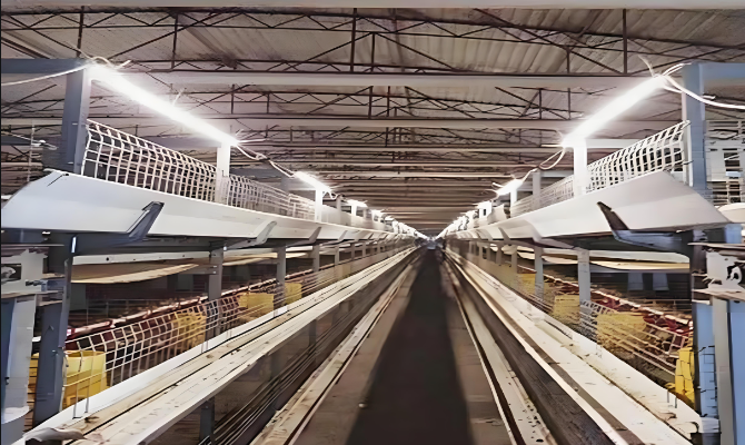 防水led燈管用于養雞場.png
