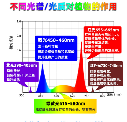 不同光譜對(duì)植物作用.png